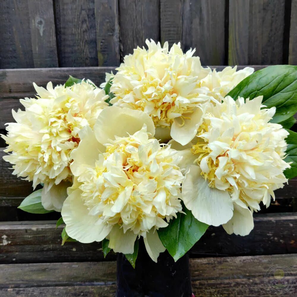 Пион квитцин фото и описание Пион Квитцин (Paeonia Quitzin) купить в Москве по низкой цене из питомника, дост
