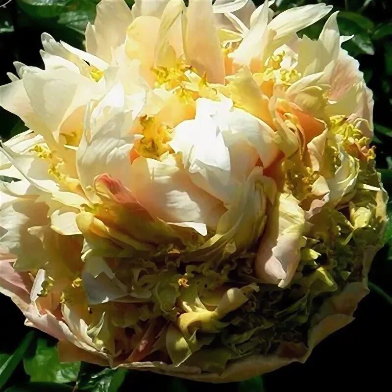 Пион квитцин фото и описание цена "Екатерининские сады" - Пион Квитцин (Paeonia Quitzin)