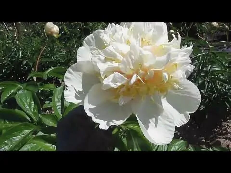 Пион квитцин фото и описание цена Пион Квитцин, цветение в 2019 году - YouTube