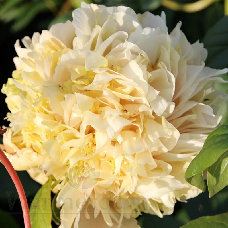 Пион квитцин фото и описание цена Mr. Sandman Warmerdam Paeonia