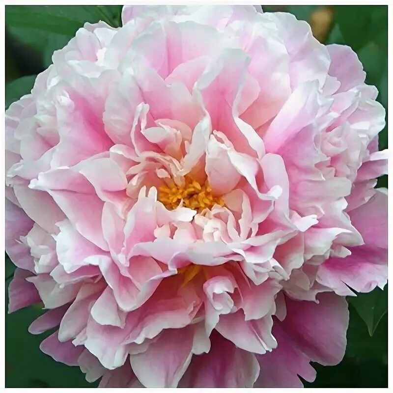 Пион лалабай описание и фото Peony 'Springfield' * купить, отзывы, фото, доставка - Совместные покупки sp-ves