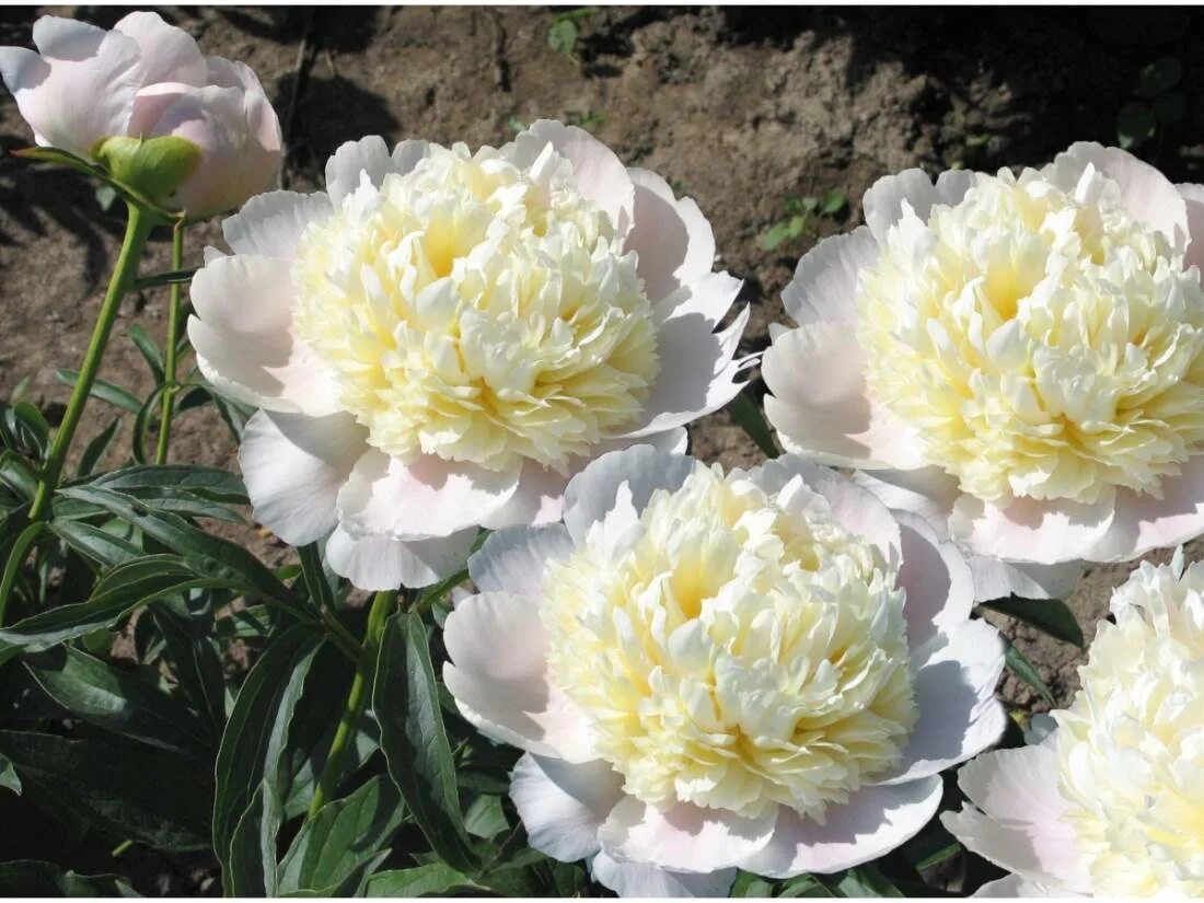 Пион ланкастер фото пион WHITE CHARM, Пион Уайт Чарм, саженцы пион Уайт Чарм, фото Уайт Чарм