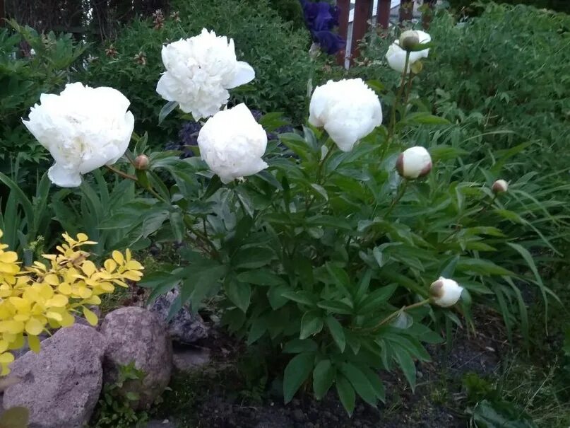 Пион ланкастер фото Пион молочноцветковый "Ланкастер Имп", С5 - Садовый центр "Октябрьский"