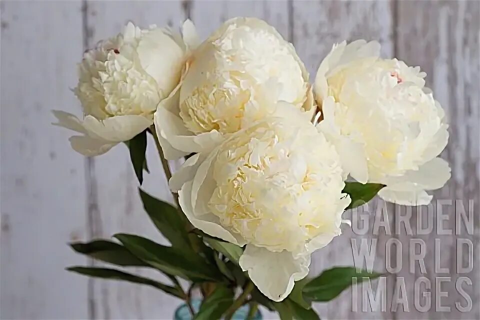 Пион ланкастер фото Ivory Silk Peony Bouquet Quality Wedding Flowers Light Champagne 5 262