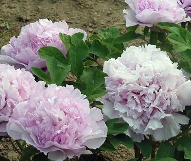 Пион лавендер букет фото и описание Букеты с пионами Lavender (Лавендер) Естественные пейзажи Фотогалерея природы на