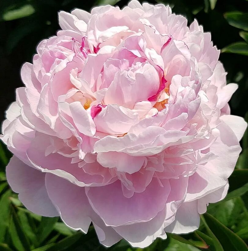 Пион лавендер букет фото и описание пион LAVENDER BOUQUET, пион Лавендер Букет, купить пион Лавендер Букет