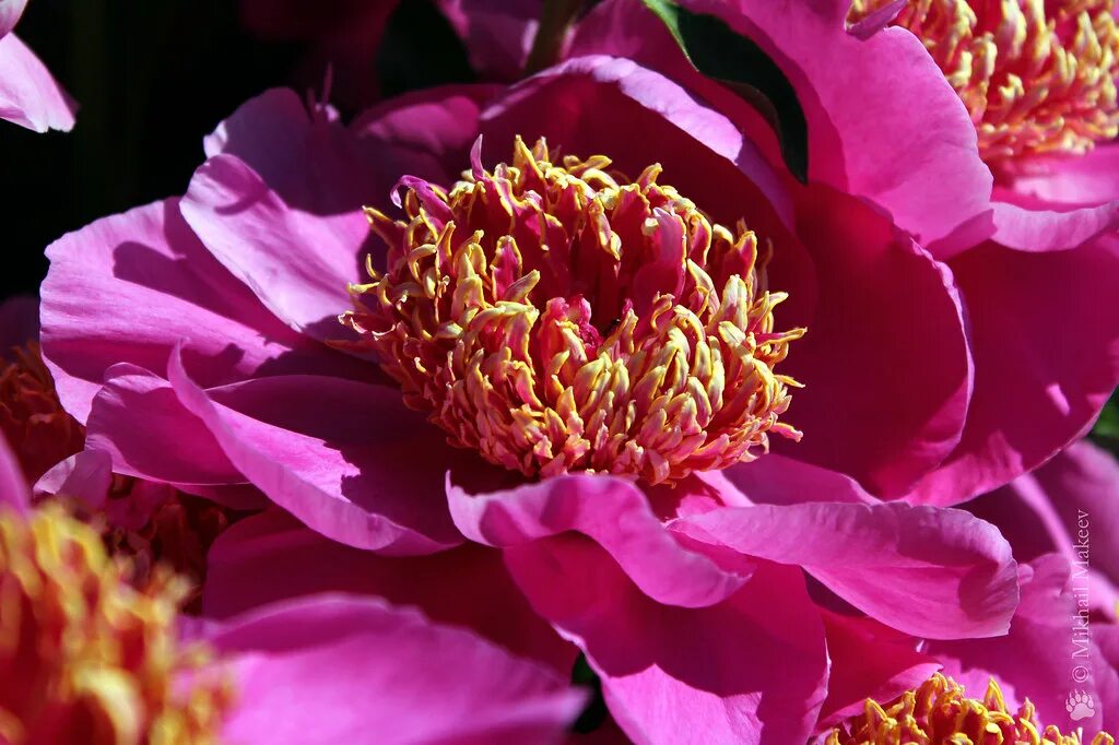 Пион ле шарм фото Пион молочноцветковый 'Neon' - Paeonia lactiflora 'Neon', . Flickr