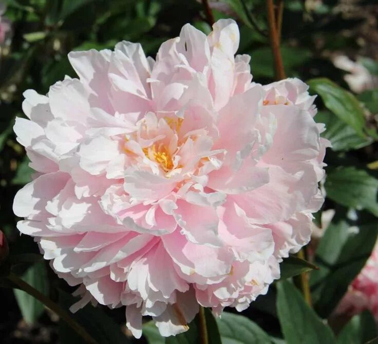 Пион леди александра дафф фото Lady Alexandra Duff - Rose Pink Peony/ Peonia lactiflora - Kelways Peonies, Peon