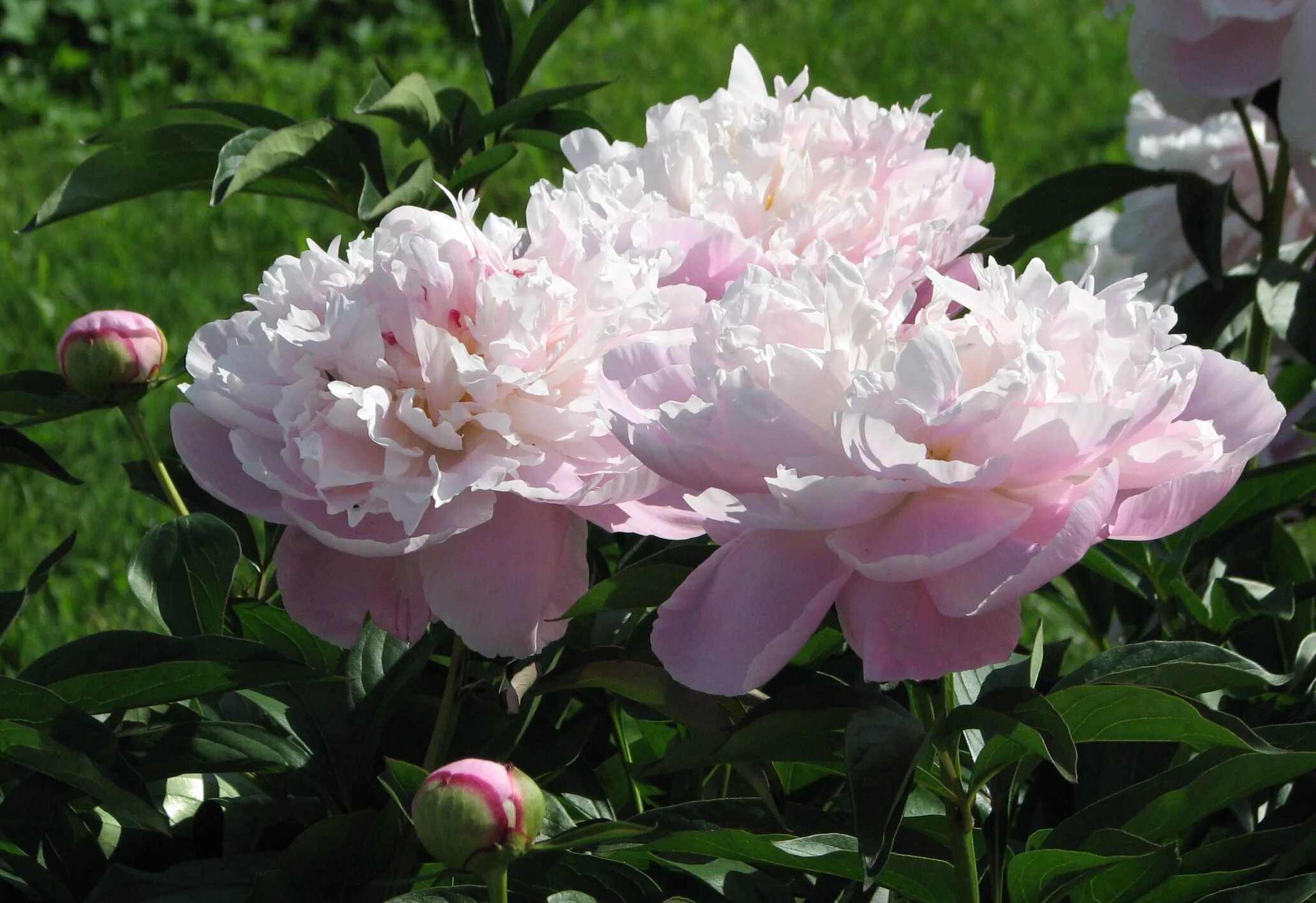 Пион леди александра дафф фото Double Chinese Peony 'Lady Alexandra Duff' (Paeonia lactiflora) Peonies, Paeonia