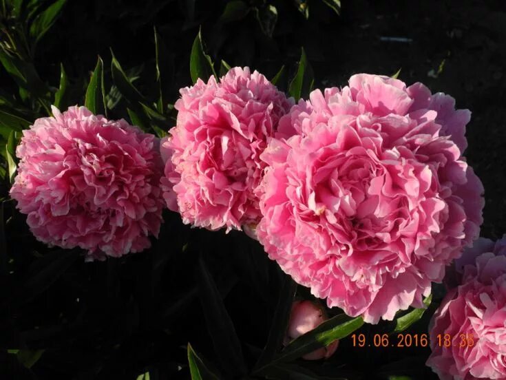 Пион леди кейт фото Lady Kate's Blooming Garden
