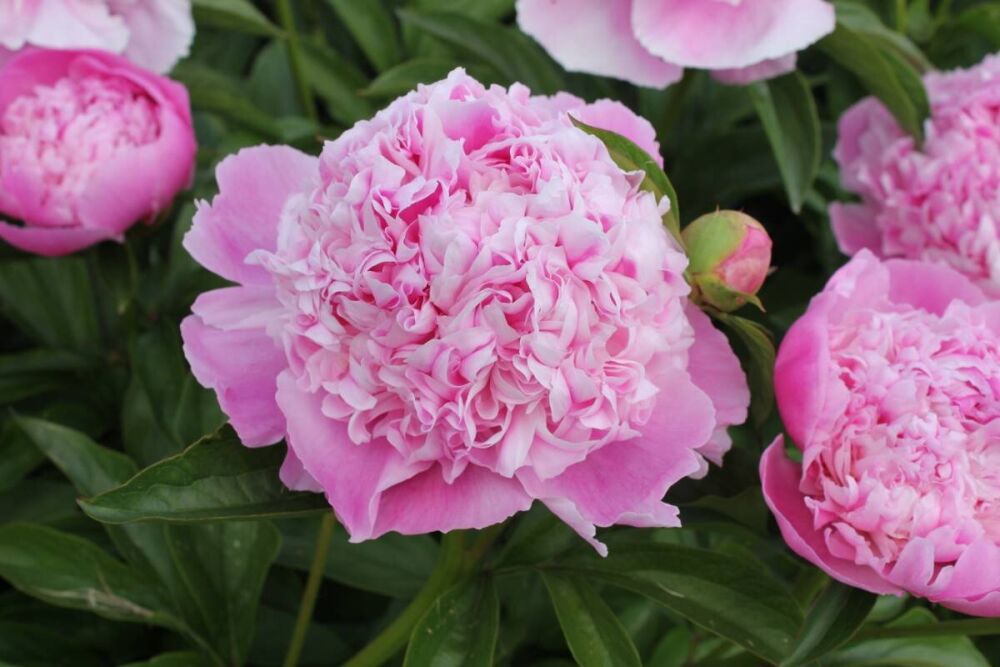 Пион леди кейт фото Пион Paeonia Lady Anna 3/5 Интернет-магазин цветов и растений PlantShip