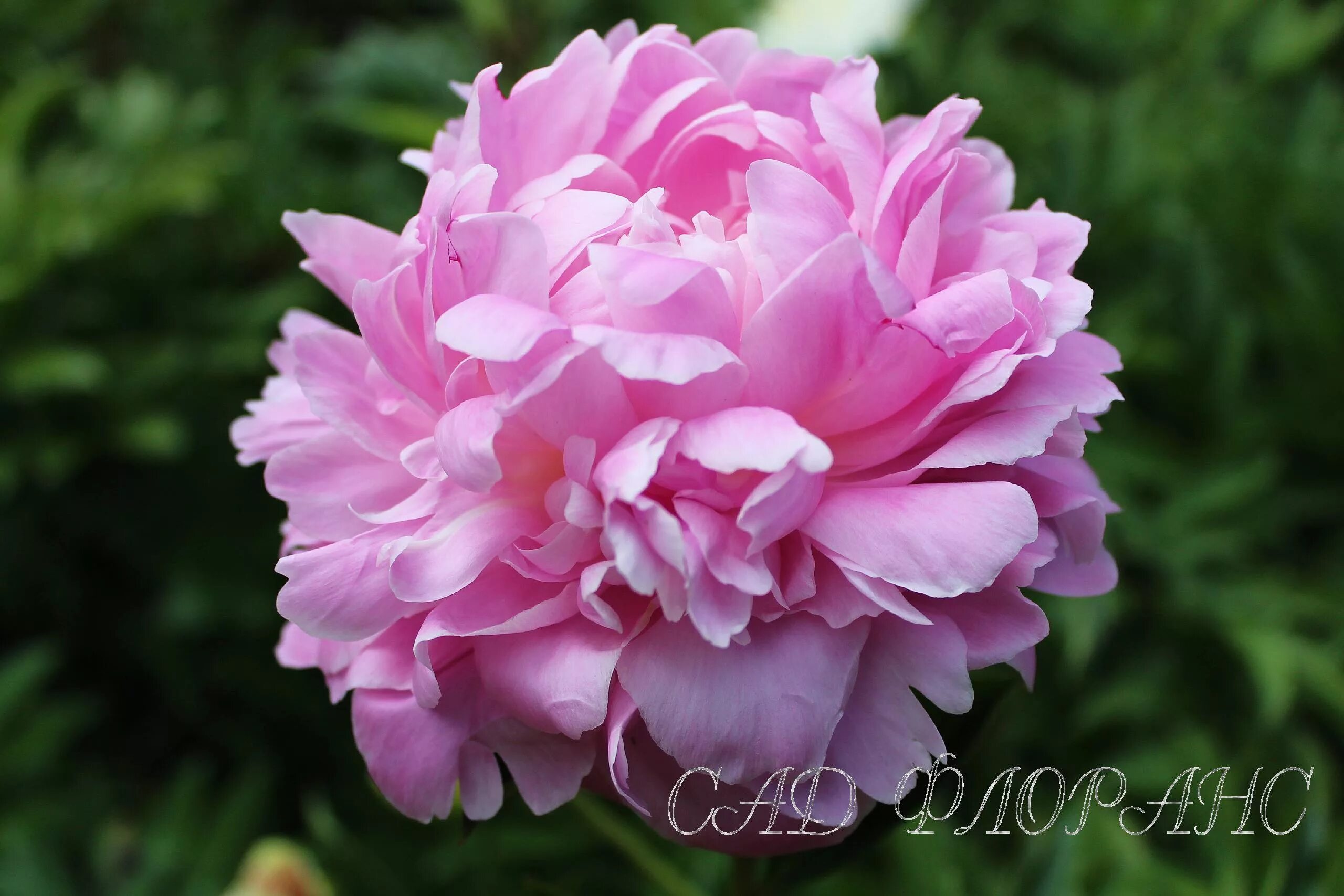 Пион леди кейт фото и описание Сад Флоранс - Пионы - (Paeonia)