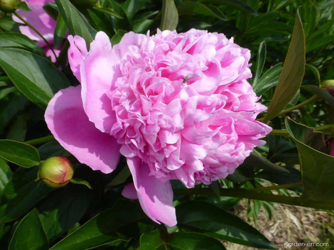Пион леди кейт фото и описание Photo Chinese Peony Lady Anna - flowers 3 Garden-en.com