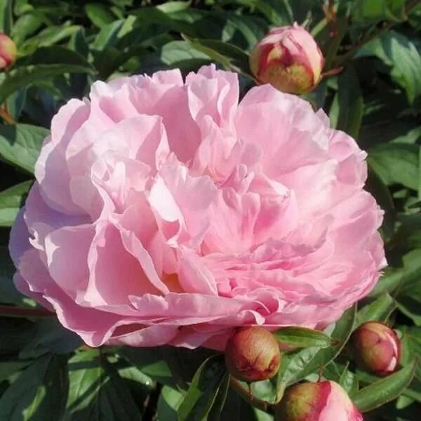 Пион леди орхид фото Peony 'Lady Alexandra Duff'