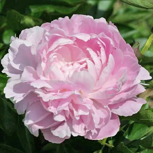 Пион леди орхид фото Les jardins Osiris-Pivoines herbacées