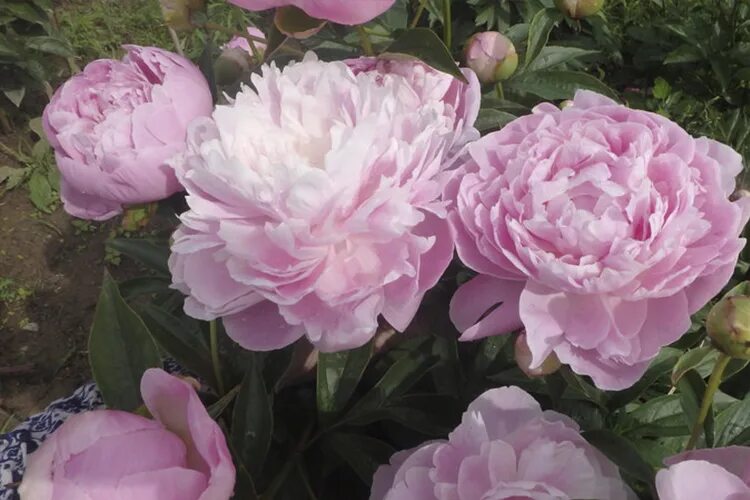 Пион леди орхид фото Пион молочноцветковый Леди Орхид (Paeonia Lady Orchid) - Питомник Летний сад