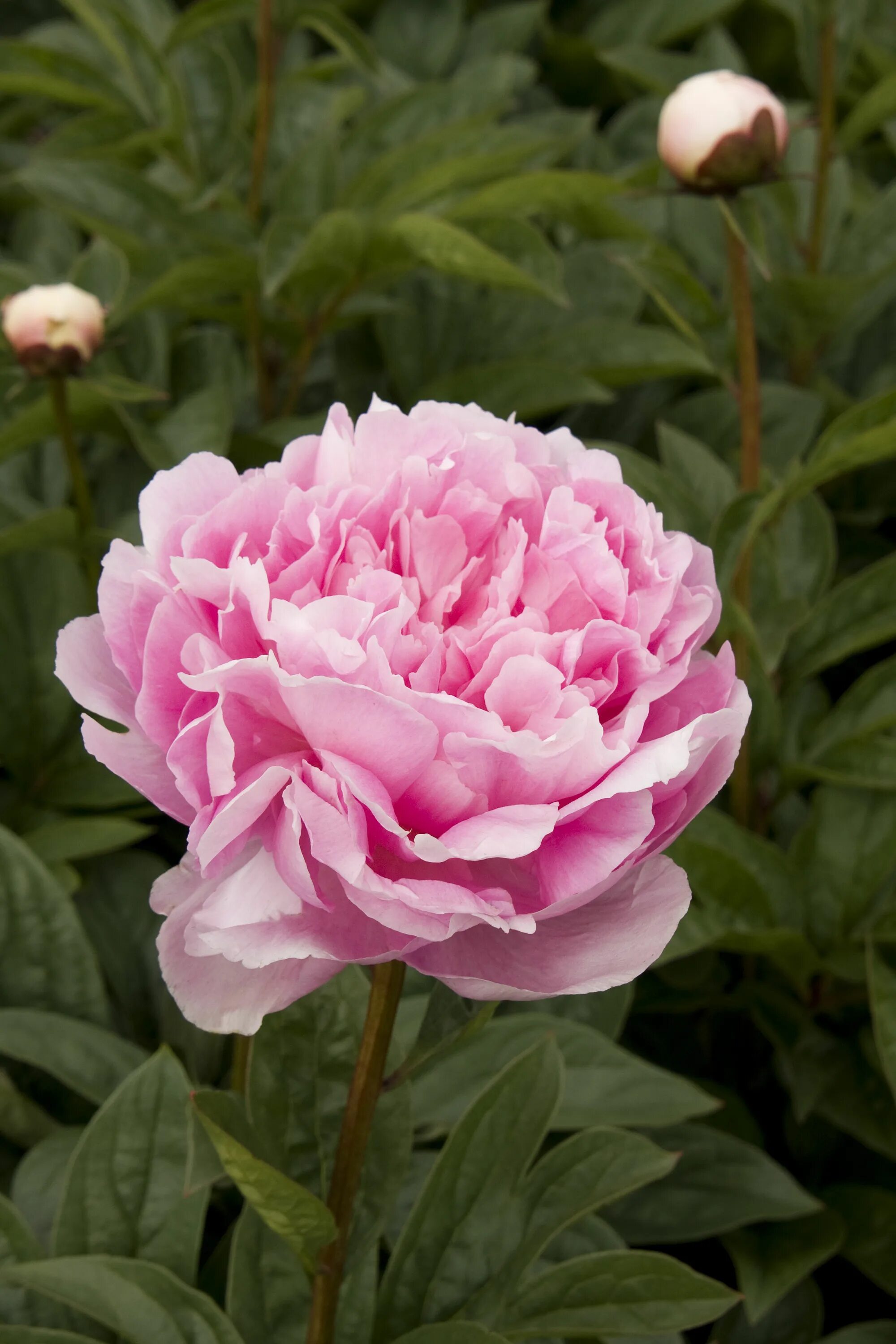 Пион леди орхид фото Lady Orchid Peony Peonies garden, Fragrant flowers, Peonies