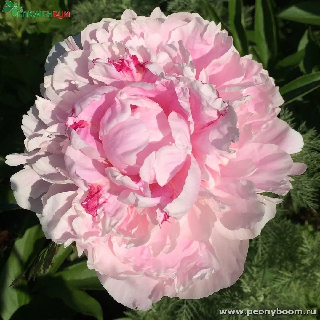 Пион леди орхид фото Пион Леди Орчид - Paeonia Lady Orchid.