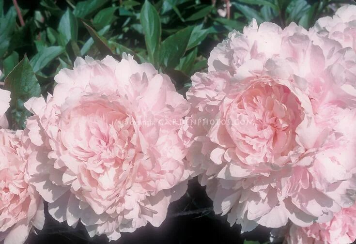 Пион леди орхид фото Paeonia lactiflora 'Lady Orchid' Ednie Flower stock photography, Paeonia lactifl