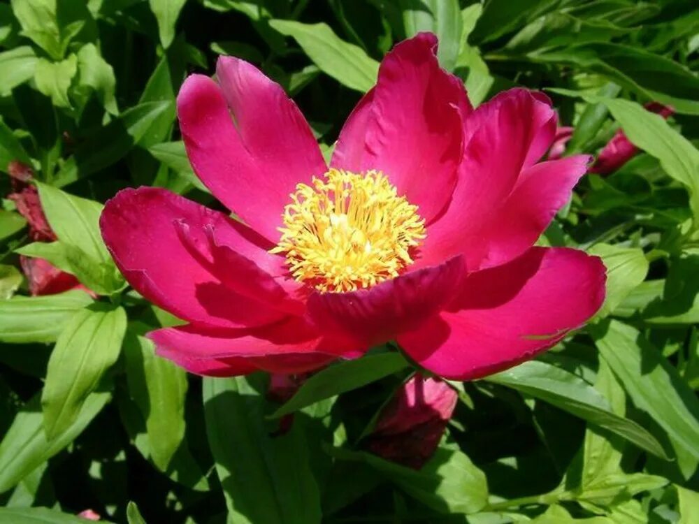 Пион лекарственный фото Paeonia officinalis (common peony)