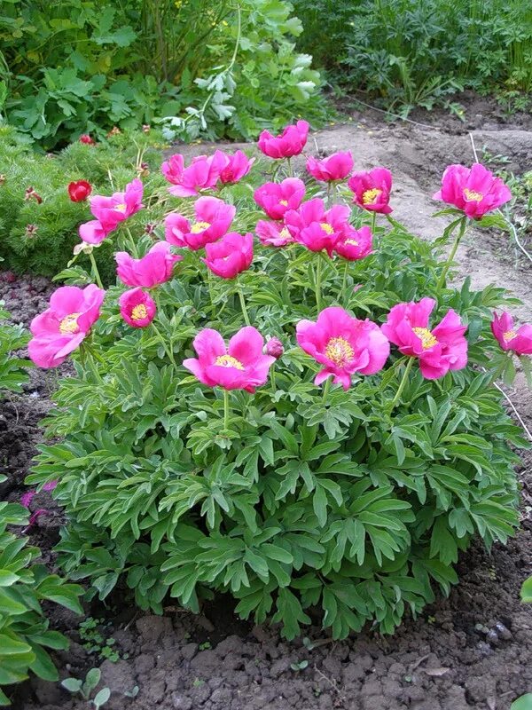 Пион лекарственный фото Paeonia officinalis - Image of an specimen - Plantarium