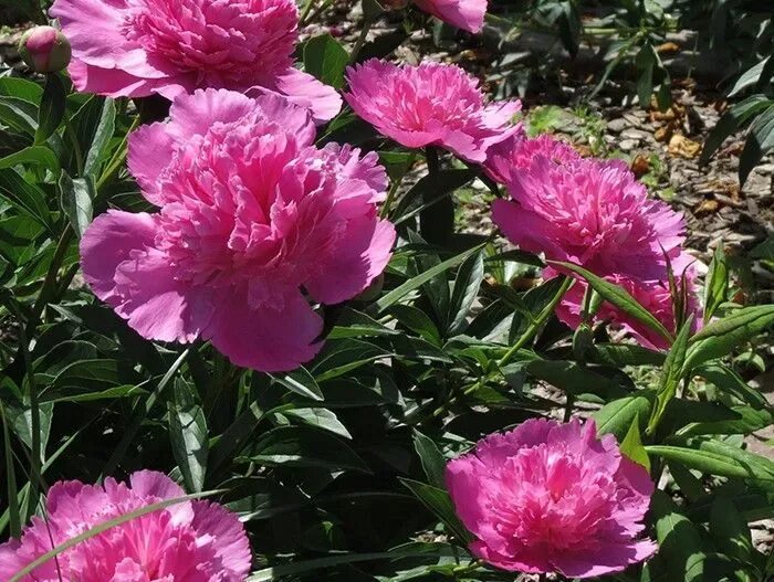 Пион лекарственный фото Пион лекарственный "Bouquet Perfect" (Букет Перфект): купить саженцы в Москве - 