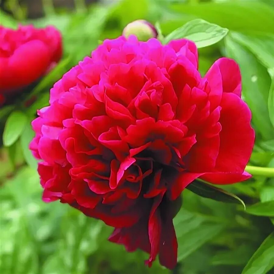 Пион лекарственный фото Пион лекарственный Rubra Plena (Рубра Плена) Купить Пион лекарственный Rubra Ple