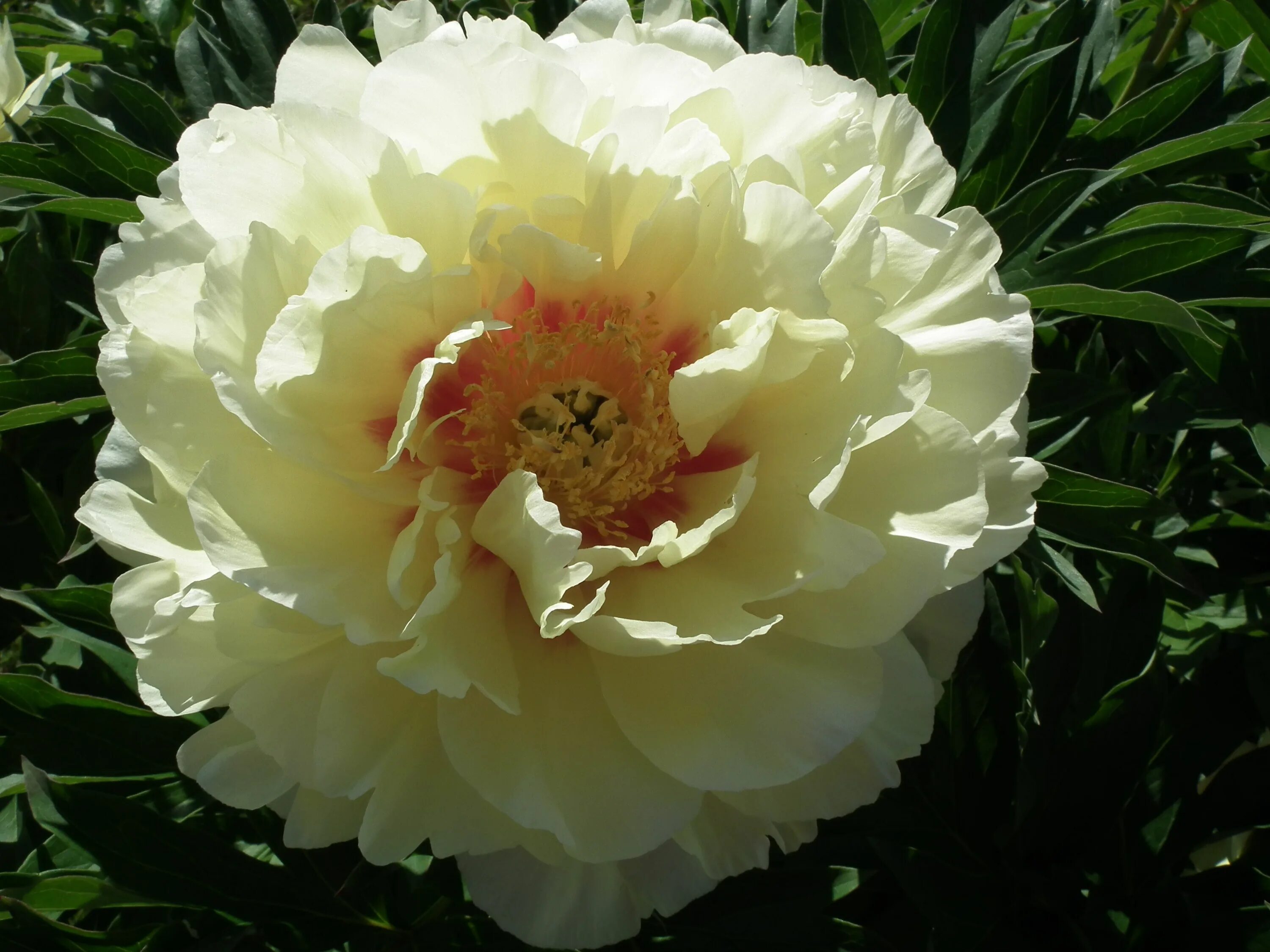 Пион лемон дрим фото и описание Bartzella is a gorgeous yellow double intersectional. Peonies, Plants, Garden