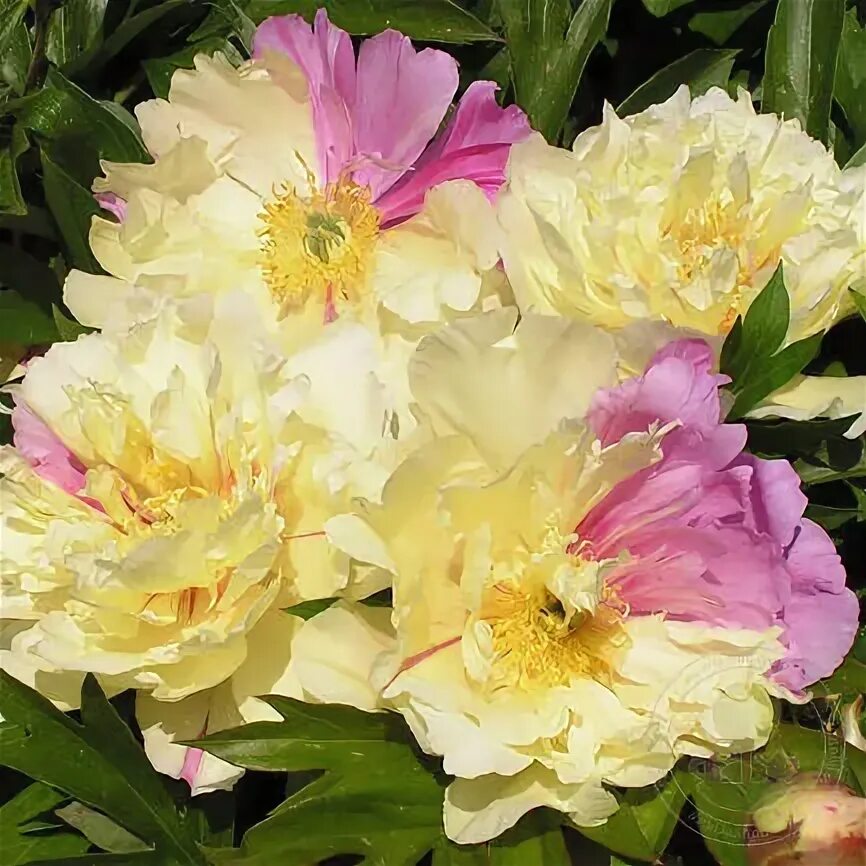 Пион лемон дрим фото и описание Пион Лемон Дрим (Paeonia Lemon Dream) купить в Москве по низкой цене из питомник