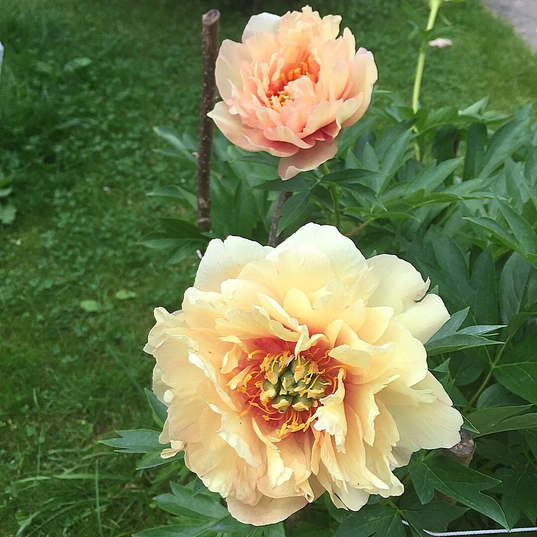 Пион лемон дрим фото и описание Пион Лемон Дрим - Paeonia Lemon Dream
