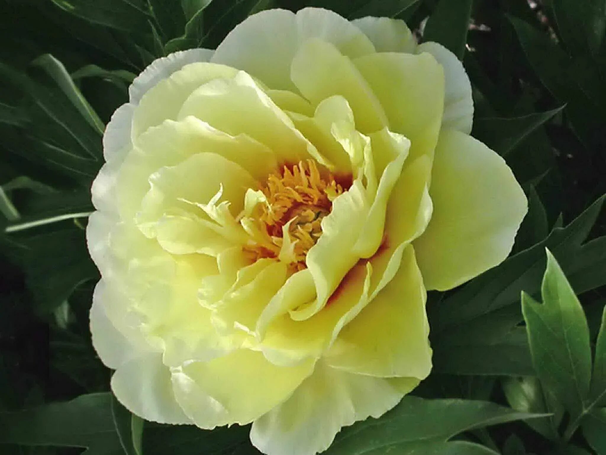 Пион лемон дрим фото и описание Peonia Flores, Snk
