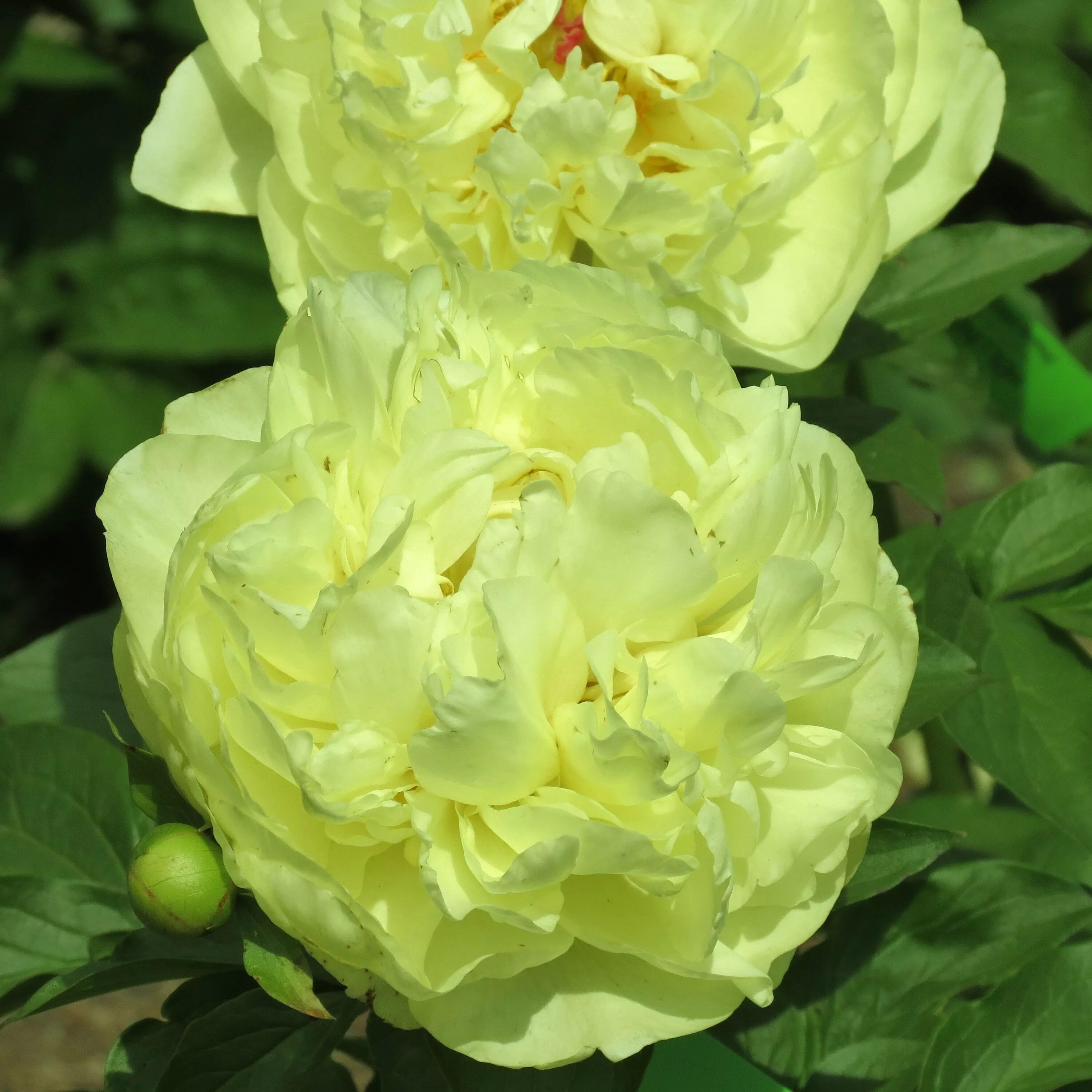 Пион лемон шифон фото и описание Lemon Chiffon Beautiful flowers, Peonies, Flowers