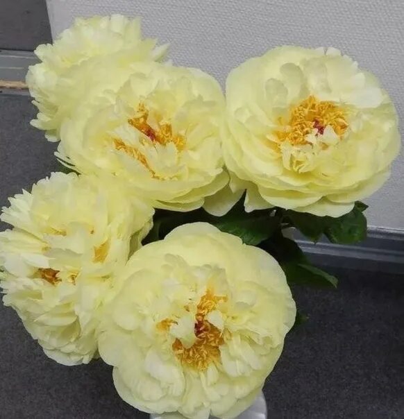 Пион лемон шифон фото и описание Pion Lemon Chiffon 2700r, order on anfea.ru website, will receive in April Mahr 