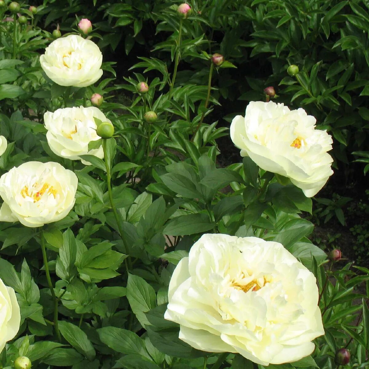 Пион лемон шифон фото и описание Пион Лемон Шиффон (Лимон Шифон, Lemon Chiffon): характеристики, фото, посадка и 