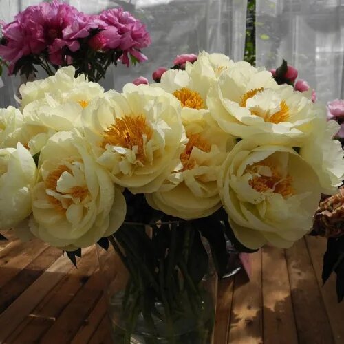 Пион лемон шифон фото и описание сорта Lemon Chiffon. Пион