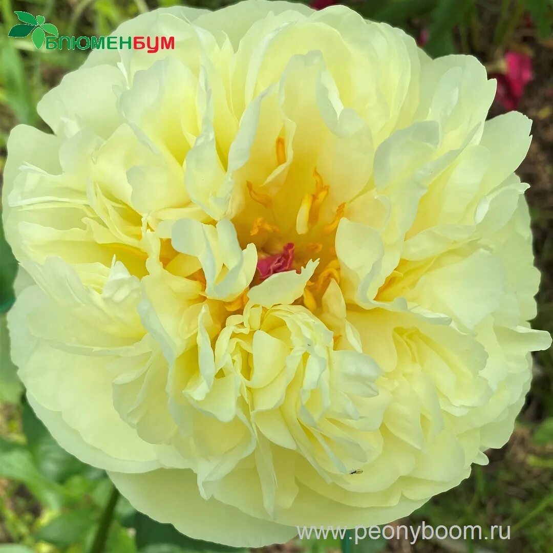 Пион лемон шифон фото и описание сорта Пион Лемон Чифон / Лемон Шифон (Paeonia Lemon Chiffon)