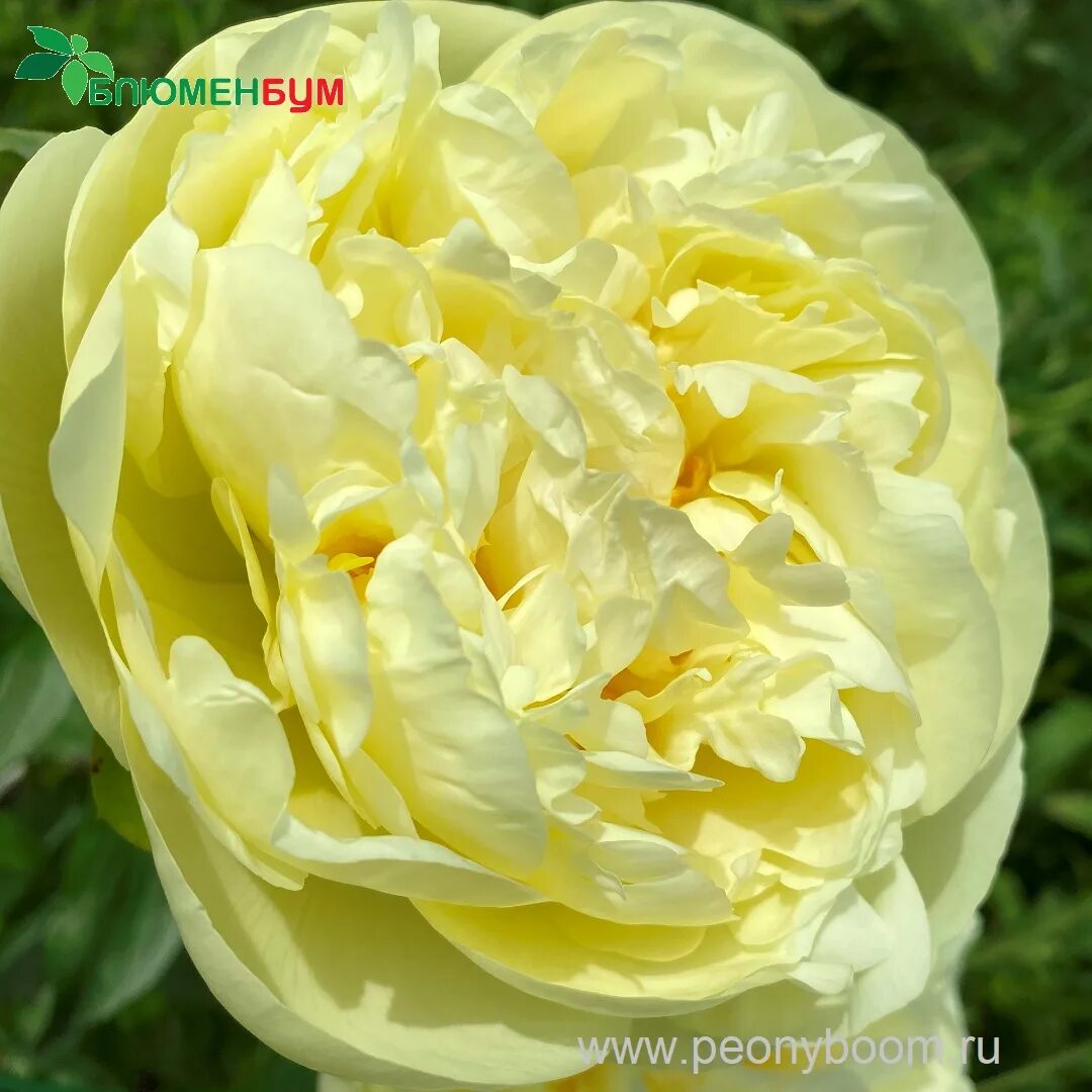 Пион лемон шифон фото и описание сорта Пион Лемон Чифон / Лемон Шифон (Paeonia Lemon Chiffon)