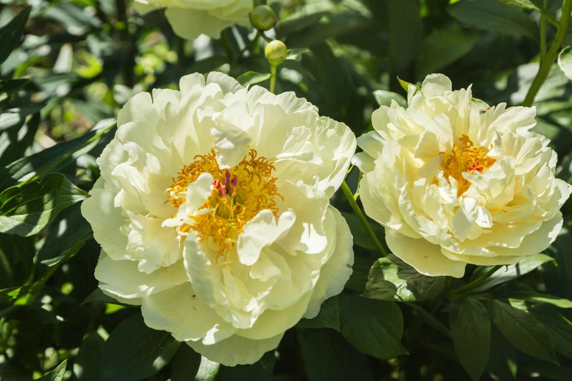 Пион лемон шифон фото и описание сорта Lemon Chiffon Peony Is the Summer Bloom of Our Dreams Spring blooming flowers, E