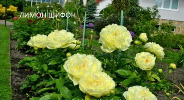 Пион лемон шифон фото и описание сорта Приморский - Дом и сад в Зеленовка - OLX.ua