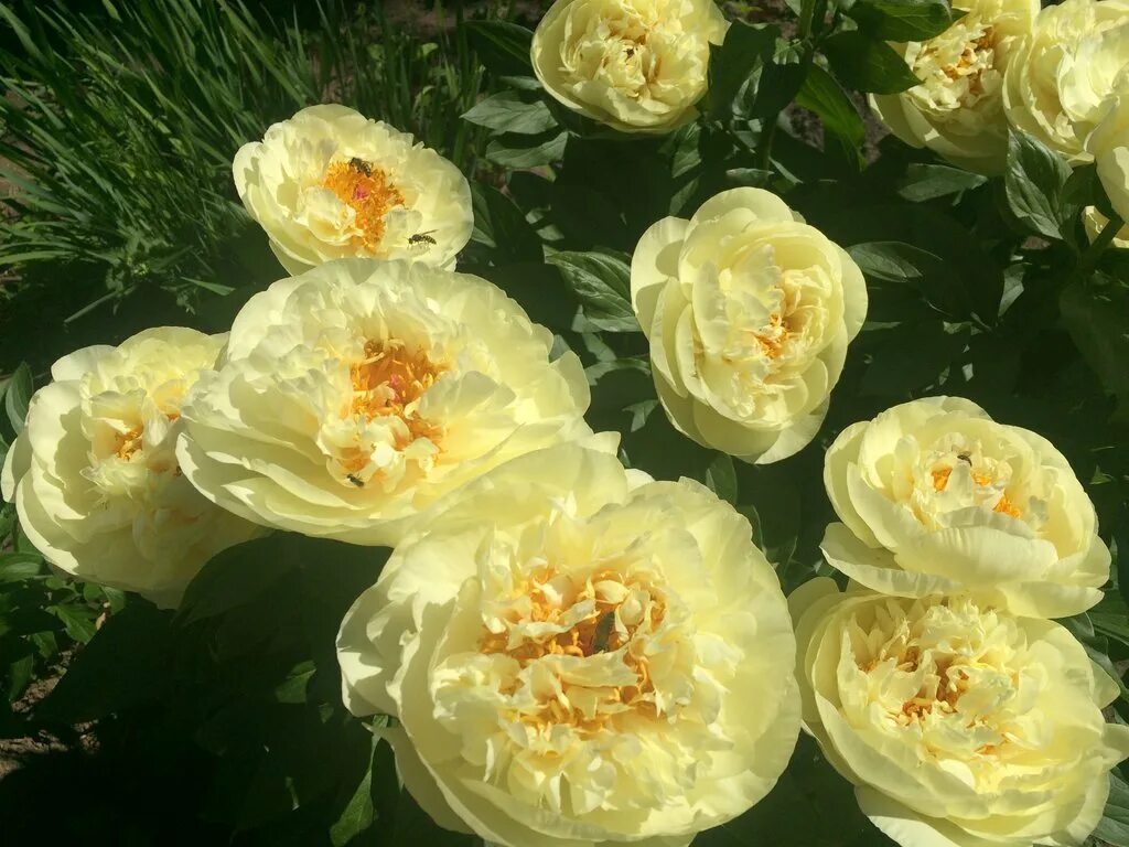 Пион лемон шифон фото и описание сорта Пион LEMON CHIFFON Лемон Шиффон - Florasad