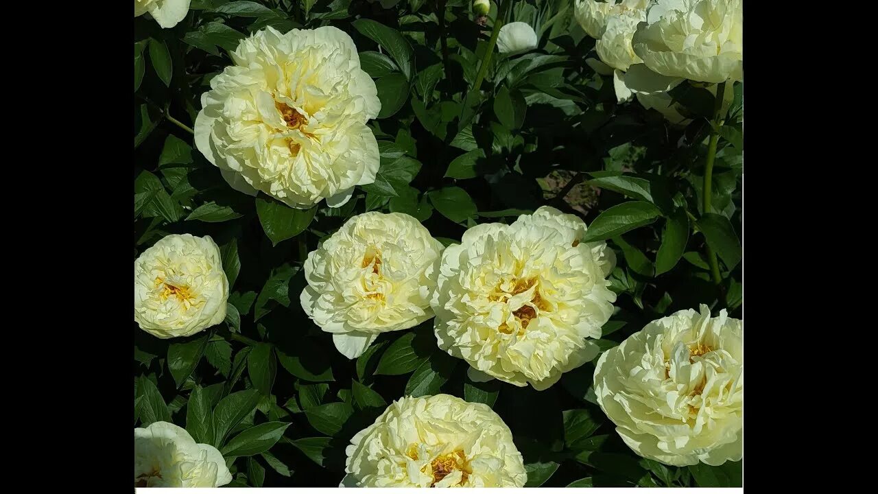 Пион лемон шифон фото и описание сорта Paeonia Lemon Chiffon. Пион Лимон Шифон. Цветение - YouTube