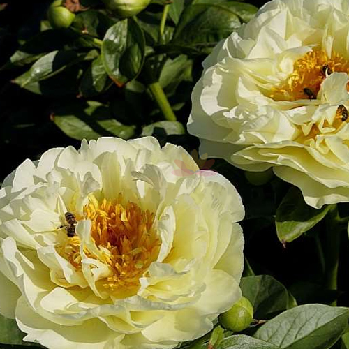 Пион лемон шифон фото и описание сорта Пион Лемон Шиффон "Lemon Chiffon"- купить в интернет-магазине, цена, заказ onlin