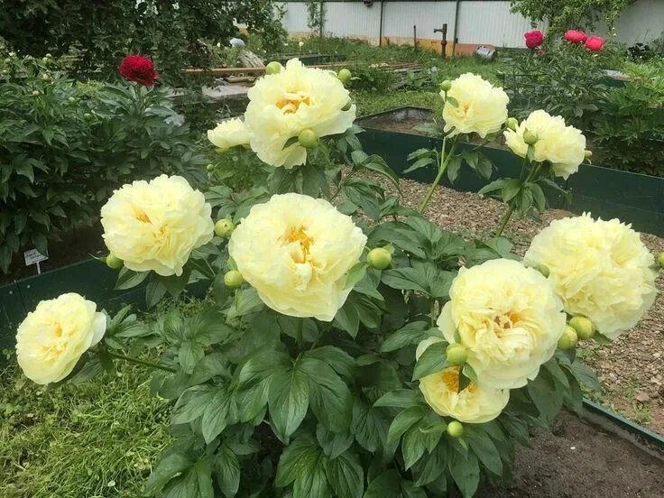 Пион лемон шифон фото и описание сорта Интересные и необычные сорта пионов Paeonia lactiflora, Peonies, Garden