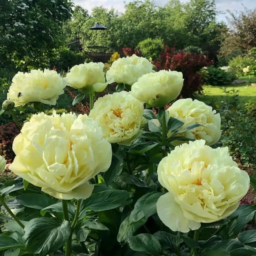 Пион лемон шифон фото и описание цена Пион Lemon Chiffon (Лемон Шиффон) купить в Садовом Дворике с доставкой по России