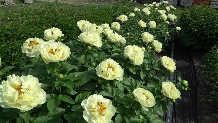 Пион лемон шифон фото и описание цена Видео Пион LEMON CHIFFON OK.RU