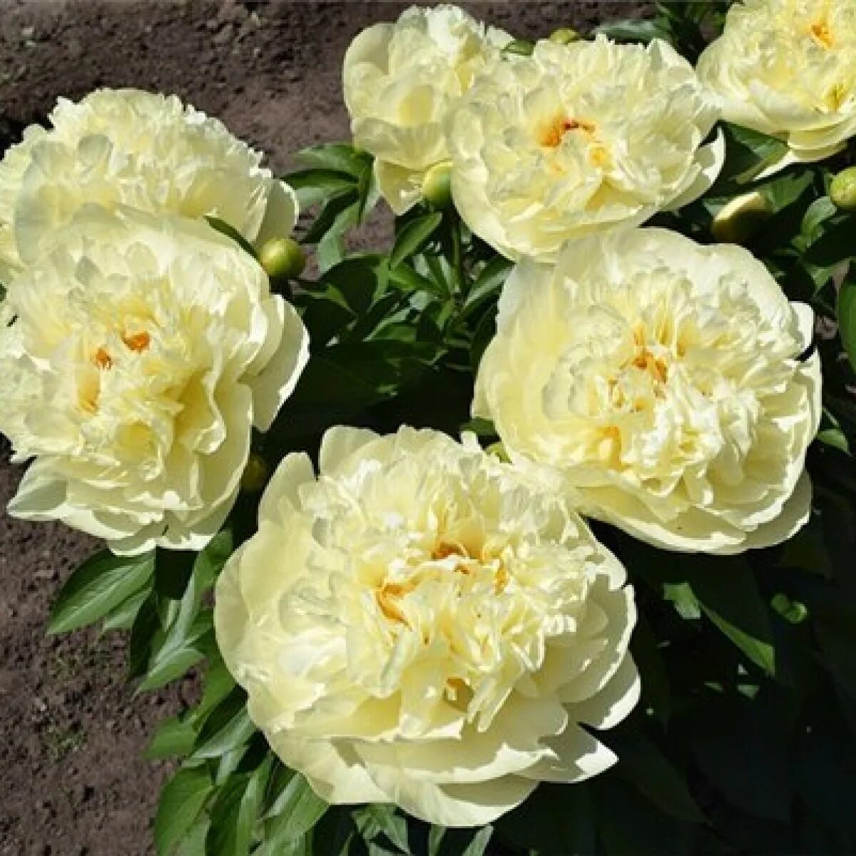 Пион лемон шифон фото и описание цена Пион LEMON CHIFFON