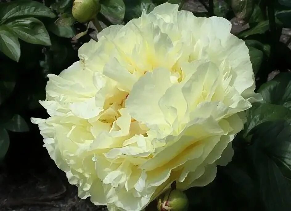 Пион лемон шифон фото и описание цена Lemon Chiffon peony Pioner