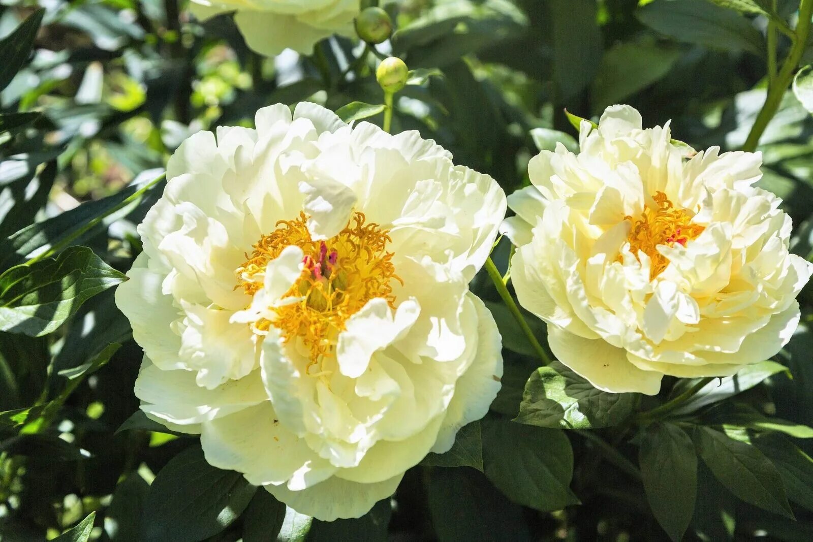 Пион лемон шифон фото и описание цена 10 TREE PEONY Mountain Paeonia Suffruticosa Arborea Color Mix Flower Shrub Seeds