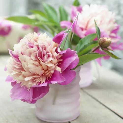 Пион либерти фото Lady Liberty Peony - Perennials Spring Hill Nurseries Jardim