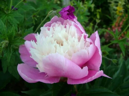 Пион либерти фото Paeonia Lady Liberty. КФХ